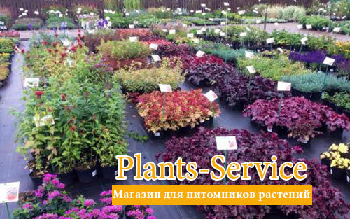 Магазин для питомников растений&nbsp; plants-service.ru&nbsp;